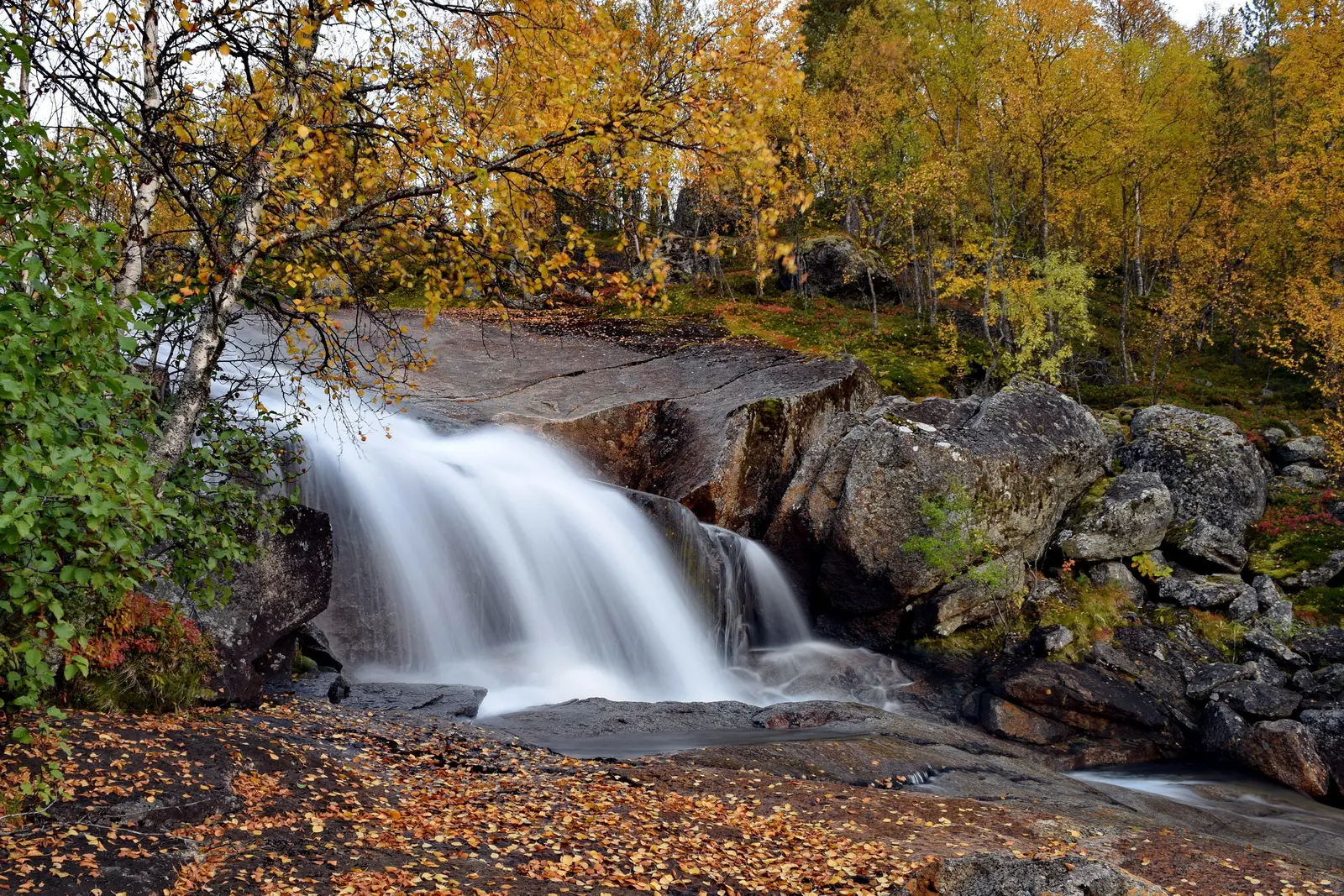 Høst · Stubblielva