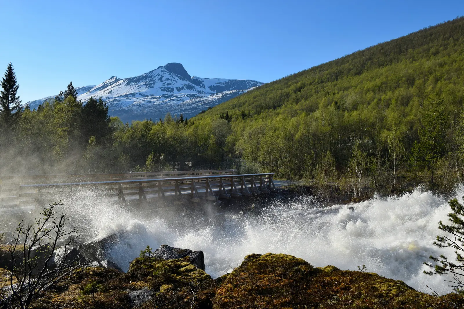 Vår · Stubblielva